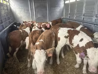 Bulle, Simmental cattle — Foto 1