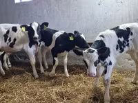 Бик, Russian Black pied cattle — фото 2
