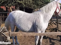 Yegua, Lipizzaner — foto 1