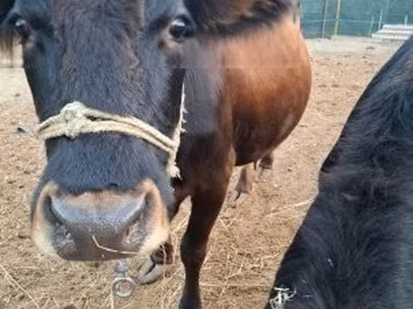 雌牛, デクスター