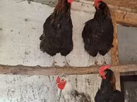 Chickens — Foto 6