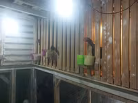 Chickens — fotografija 4