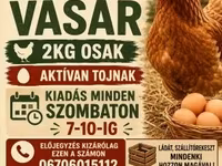 Chickens — الصورة 1