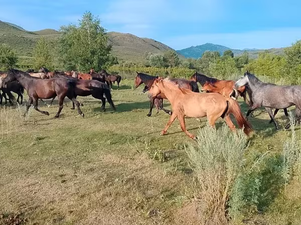 Koń, North Swedish horse