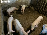 मादा सूअर, सूअर — फ़ोटो 4