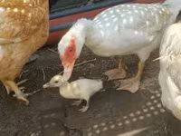 pato criollo doméstico — foto 1