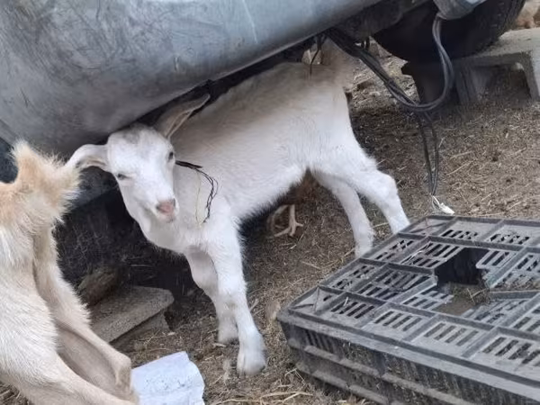 Boucs, Chèvres