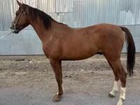 公马, Horses — 照片 2