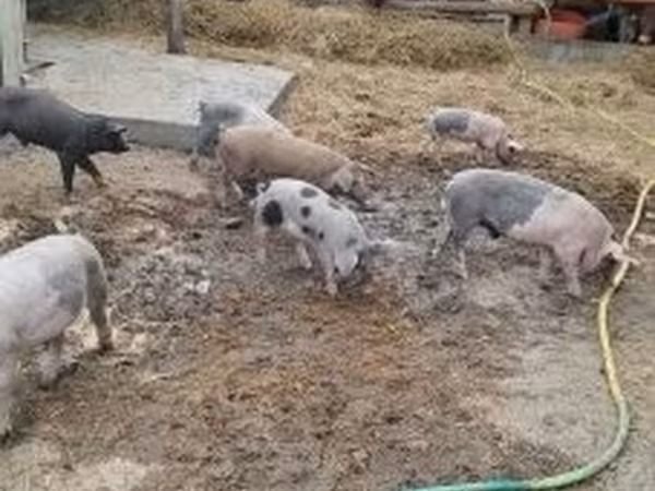 Truie, Porcs — Hongrie