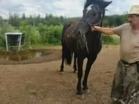 Бие, Međimurje horse — 1-сурет