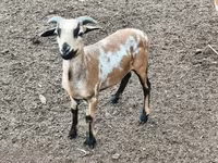 Ram, Cameroon sheep — photo 3