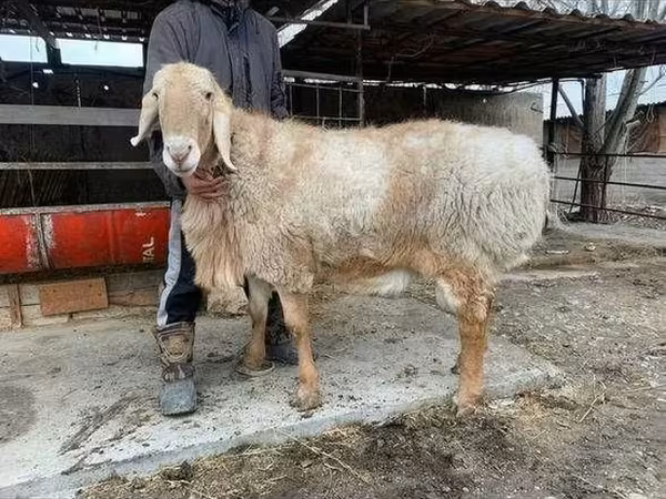 Ram, Sheep