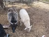 Bélier, Merino sheep — photo 6