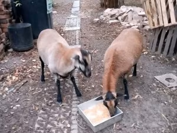 Owca, Cameroon sheep — Węgry