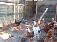 Chickens — الصورة 4