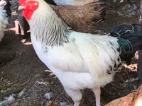 サセックス — 写真 1
