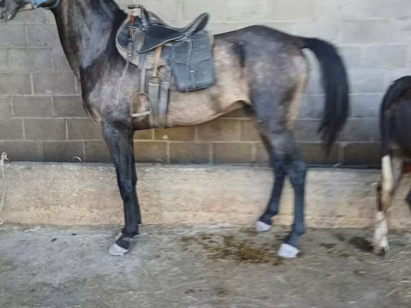 Koń, Arabian horse