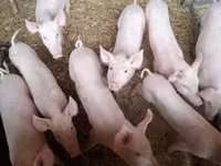 Cerdos (lote, sexo no especificado), Cerdos — foto 2