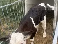 Buqa, Simmental cattle — 4-rasm