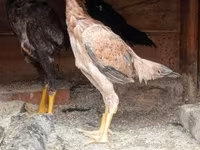 Chickens — foto 1