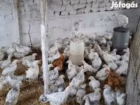 Chickens — fotografija 1