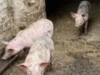 मादा सूअर, Пьетрен — फ़ोटो 1
