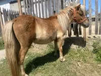Koń, Indian half-bred — zdjęcie 5