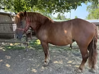 Cheval, Hungarian horse breed — photo 3