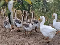Geese — 写真 7