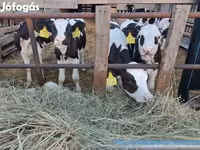 Бұқа, Russian Black pied cattle — 8-сурет