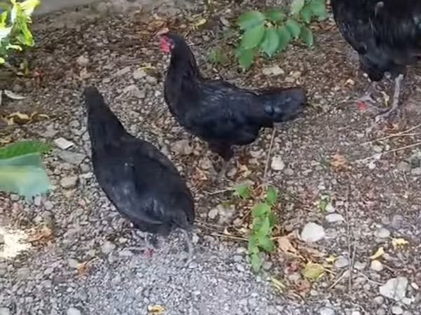 Chickens
