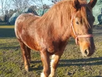 घोड़ी, Hungarian horse breed — फ़ोटो 1
