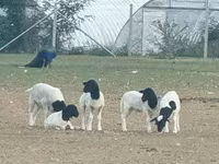 Ram, Dorper sheep — photo 1
