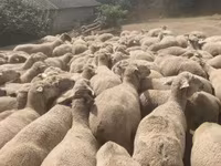 Qoʻy, Merino sheep — 3-rasm