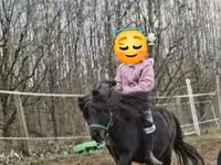 Koń, Shetland Pony — zdjęcie 2