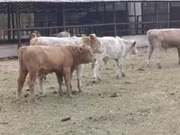 सांड, आउलियेकोल नस्ल — फ़ोटो 1