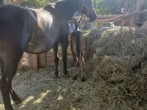Mare, Horses