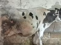 Bovinos (lote, sexo no especificado), Russian Black pied cattle — foto 3