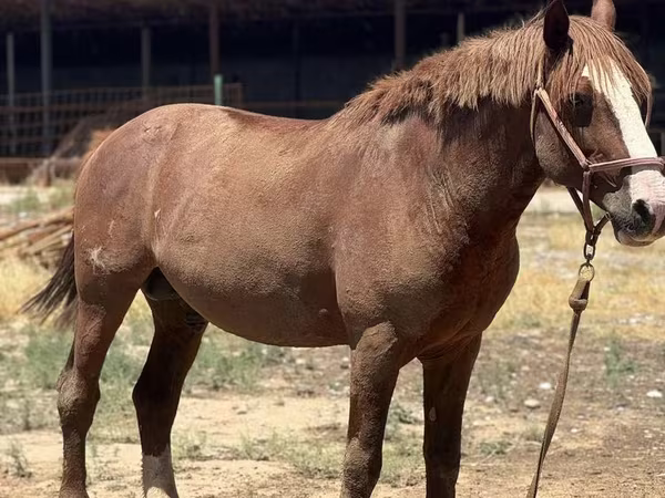 Кінь, Kazakh horse