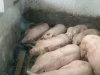 Шошқалар (топ, жынысы көрсетілмеген), Шошқалар — 1-сурет