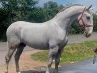 Koń, Lipizzaner — zdjęcie 2
