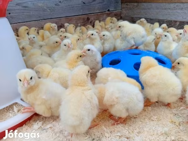 Chickens