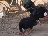 Bantam — fotografija 3