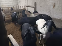Baran, Owce — zdjęcie 6