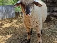 Ovan, White Suffolk sheep — fotografija 1