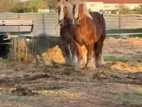 Cavalo, Belgian Draught — foto 1