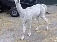 ऊँट, ऊंट — फ़ोटो 2