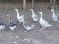 Geese — الصورة 3
