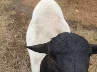 Baran, Dorper sheep — zdjęcie 1