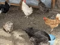 Chickens — 5-сурет